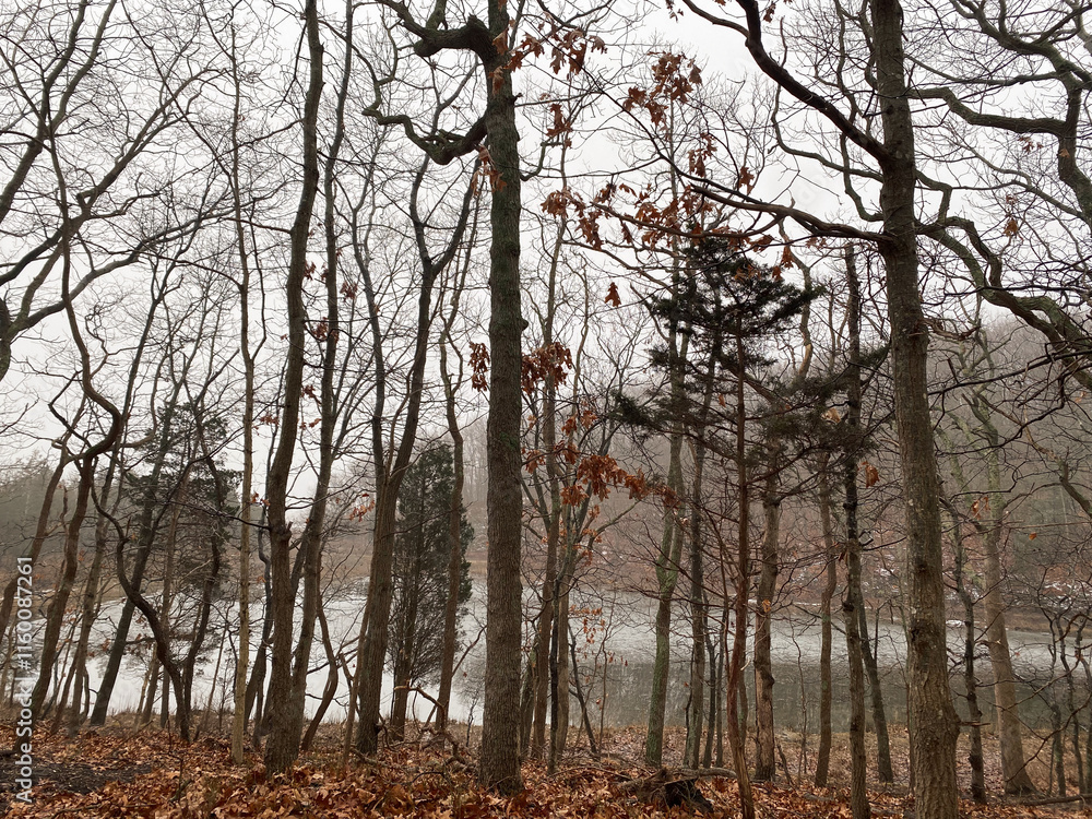 Fototapeta premium Winter trees in the fog