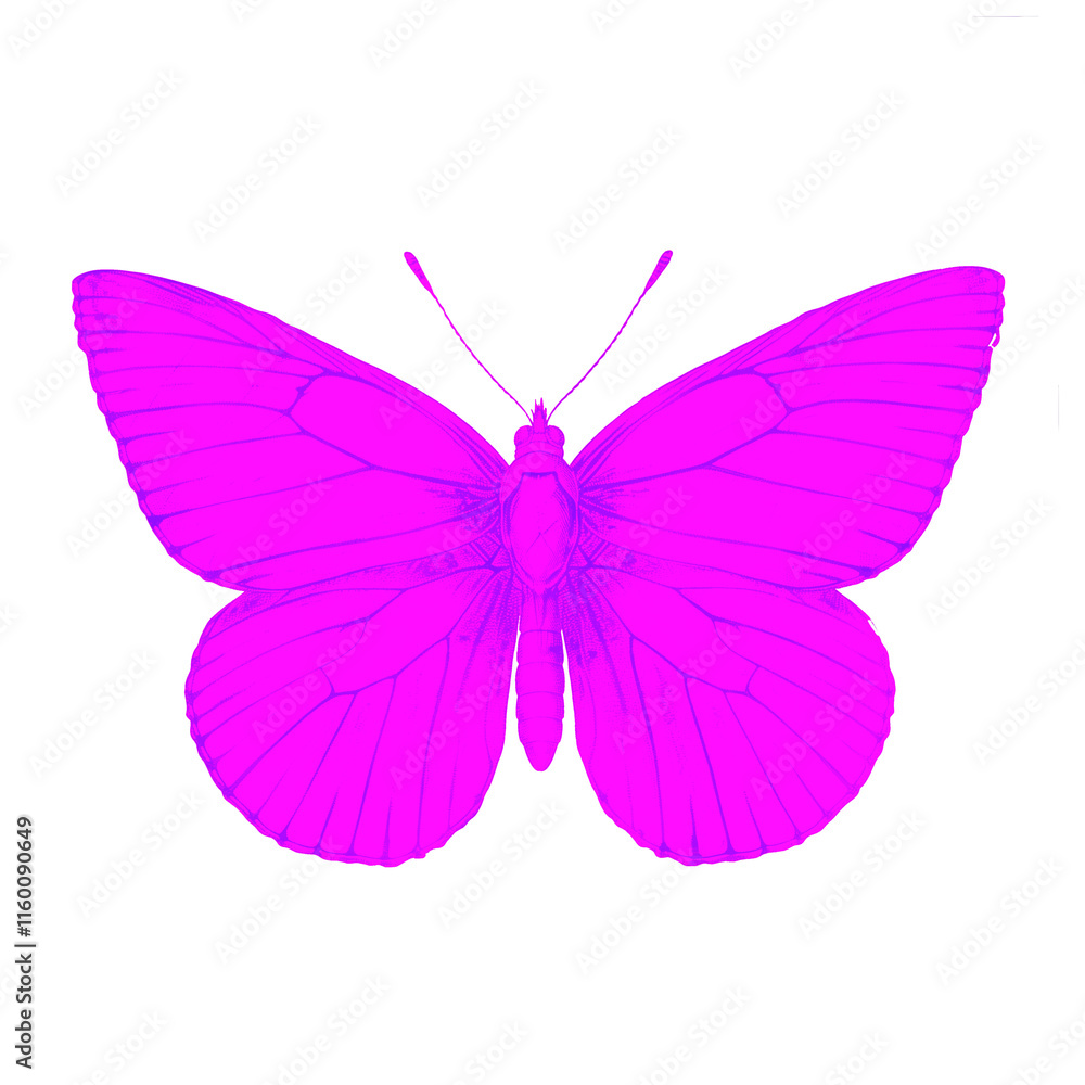 Pink butterfly moth ink drawing Pink butterfly moth ink drawing