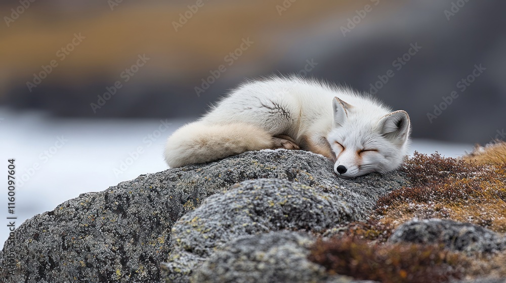 Arctic fox sleeping peacefully on a rock in its snowy habitat. Arctic fox sleeping peacefully on a rock in its snowy habitat.