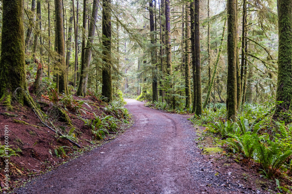 Fototapeta premium Winding Forest Trail Through Lush Greenery in a Tranquil Woodland Setting