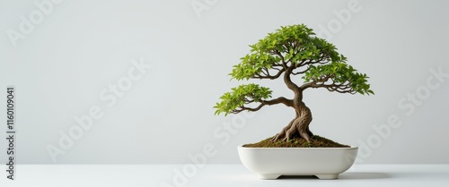 Classic bonsai tree in a ceramic pot, a symbol of balance and nature, ideal for serene and organic-themed designs.