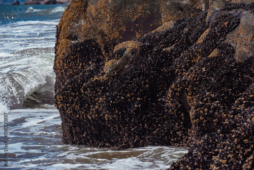 Canvas Print Common Mussels stuck onto a rock at Baker Beach California