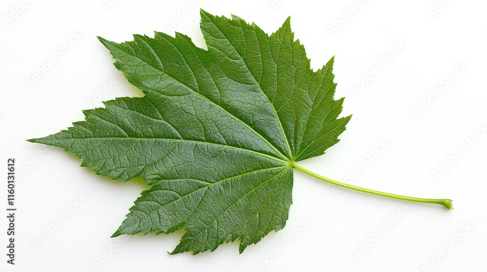 Obraz premium A single, large green leaf with a glossy texture and prominent veins, showcasing its vibrant color and natural beauty. The leaf is positioned flat against a white background