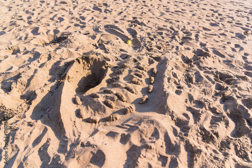 Mini Crocodiles made of Sand in Baker Beach in San Francisco