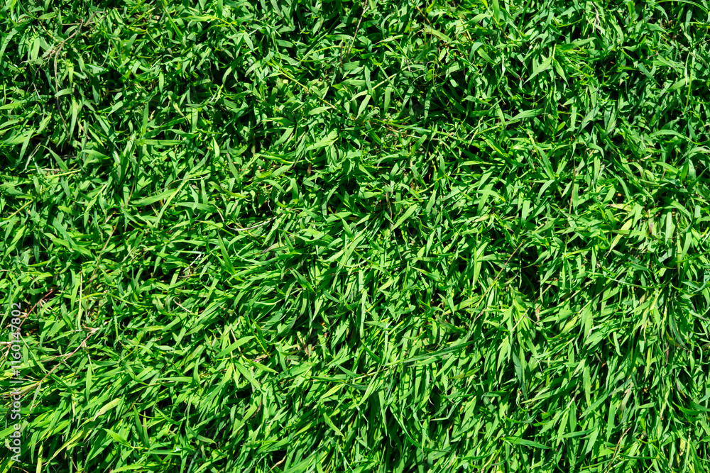 Green grass texture Green grass texture