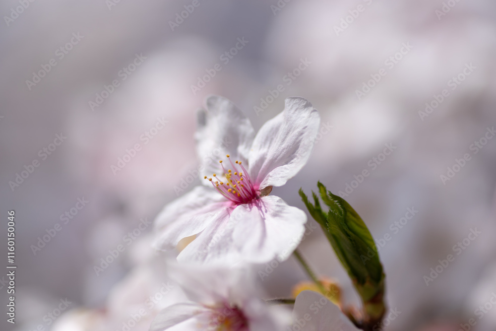 桜の花をマクロで撮影