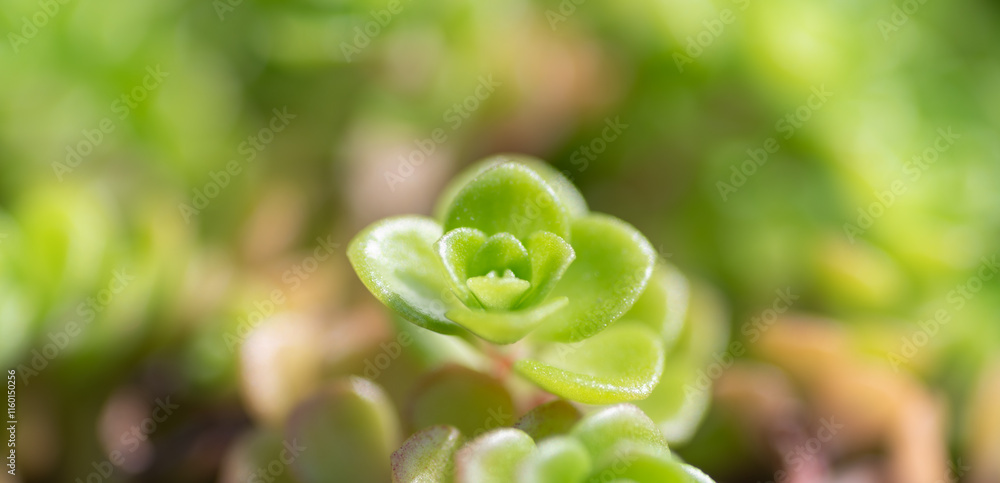 庭に植えた小さな多肉植物