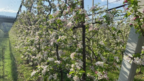 spring in apple tree in flower in Trentino
