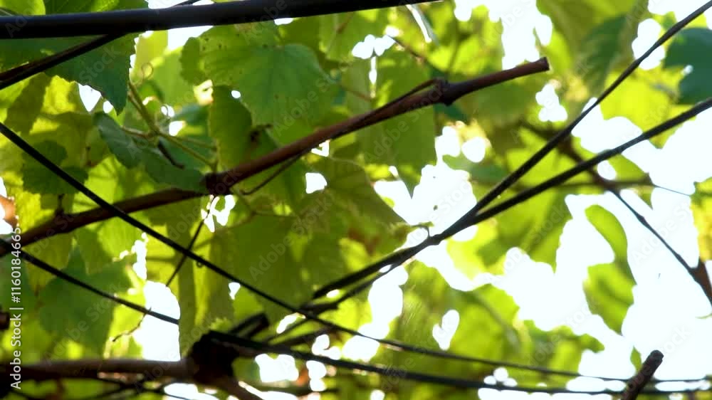 Summer plants glow in sunlight with lush grape leaves providing a serene atmosphere during a warm afternoon Summer plants glow in sunlight with lush grape leaves providing a serene atmosphere during a warm afternoon