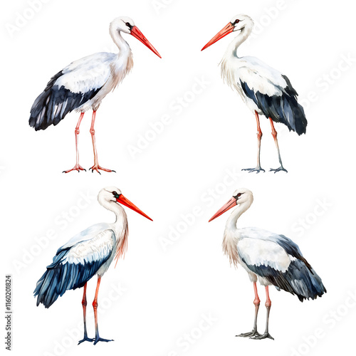 Set of four illustrations, stork bird. Watercolor drawing