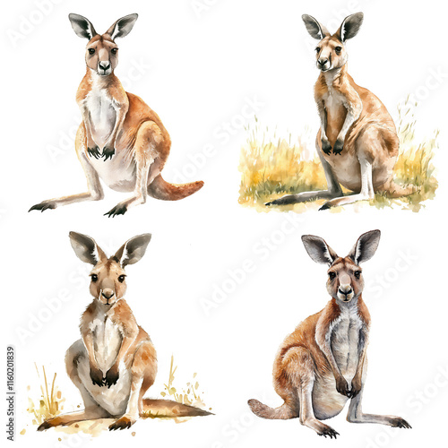 A set of four illustrations, kangaroo animal. Watercolor drawing photo