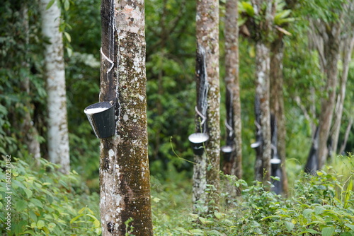 Rubber tree plantation