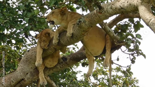 Low angle view of tree-climbing lions of Ishasha in Queen Elizabeth national park, Uganda.