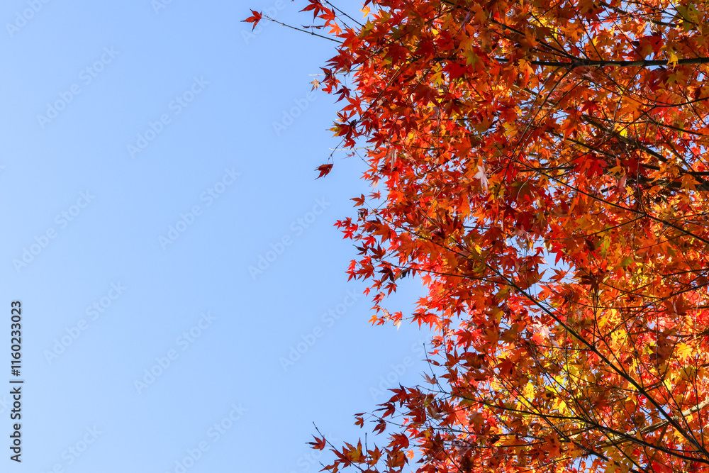 赤と黄色のハーモニー