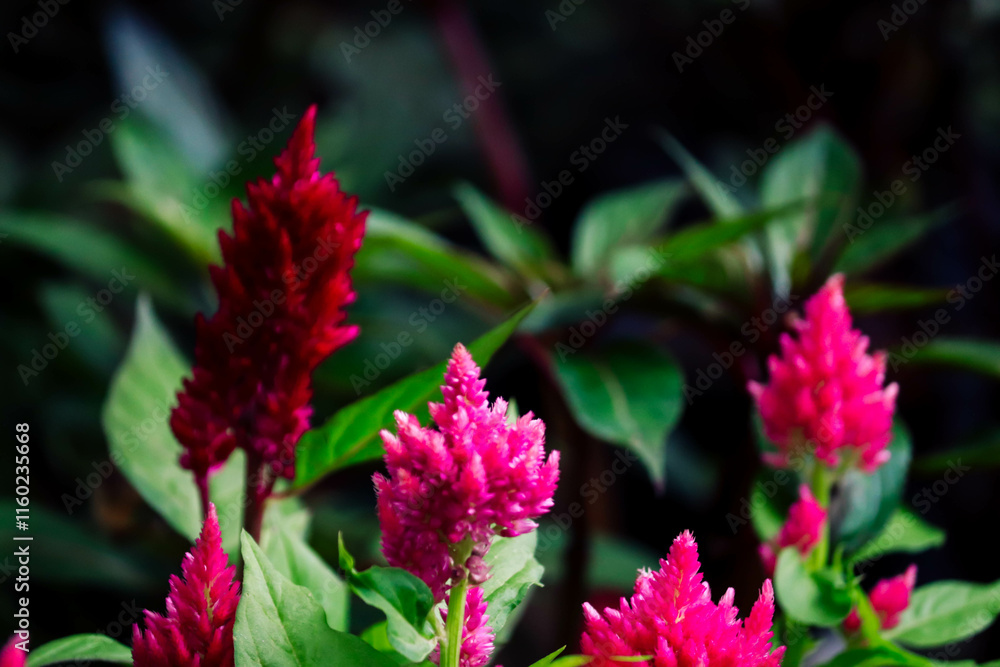 Pink flowers. Potted cock flower. Garden ornamental flowers. Annual flowering plants. Pink flowers. Potted cock flower. Garden ornamental flowers. Annual flowering plants.