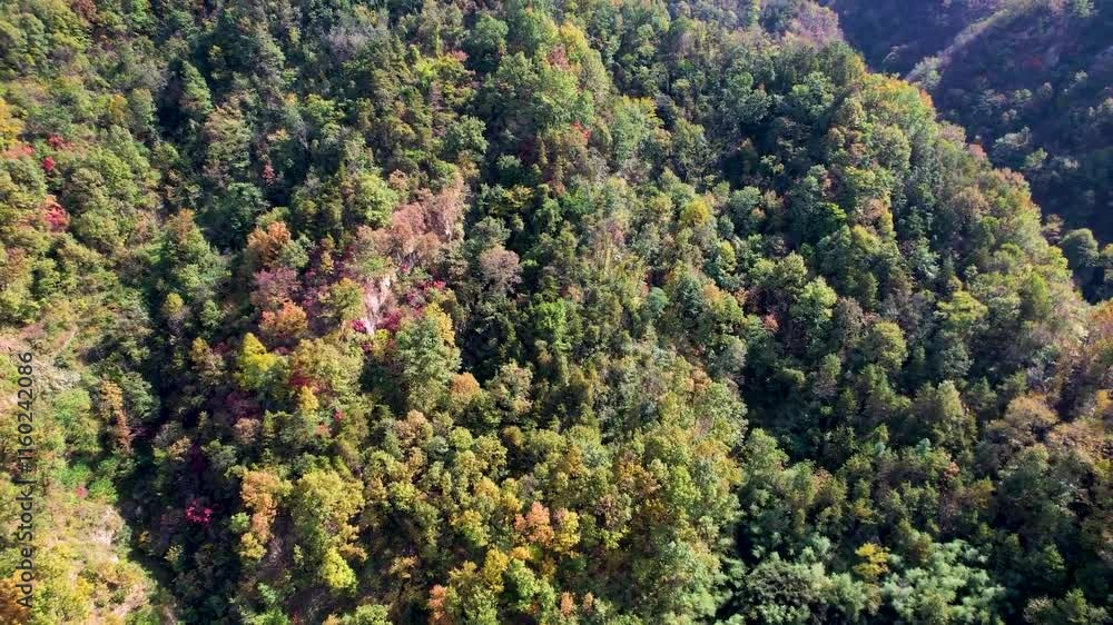 Overlooking a hill of yellowing trees in early fall showcasing a vibrant seasonal transformation Overlooking a hill of yellowing trees in early fall showcasing a vibrant seasonal transformation