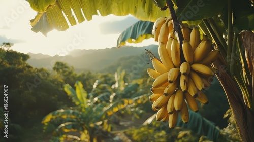 Fototapeta Naklejka Na Ścianę i Meble -  Ripe yellow bananas hanging from tree in vibrant Jamaican rainforest with lush green landscape and scenic mountain backdrop