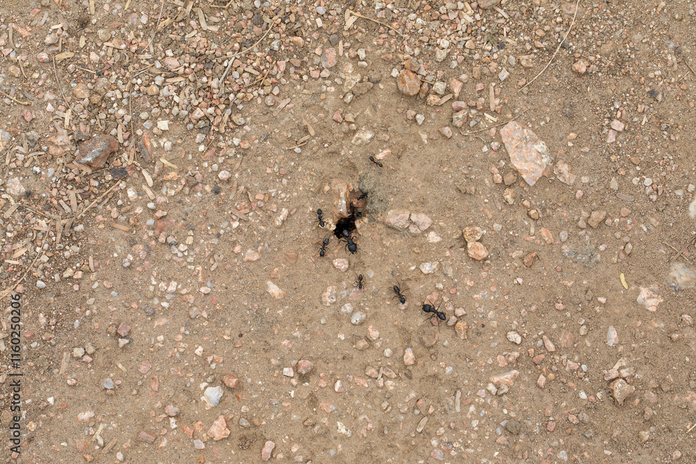 Ants House Ants House