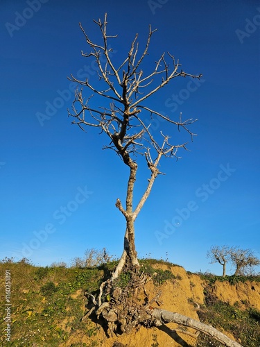 winter tree & blue sky