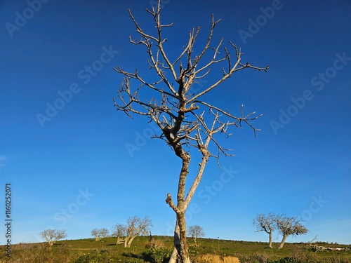 winter tree & blue sky