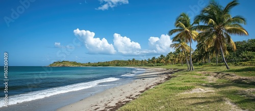 Fototapeta Naklejka Na Ścianę i Meble -  Serene Caribbean Beach Scene with Palm Trees and Tranquil Waves Ideal for Travel and Tropical Themes