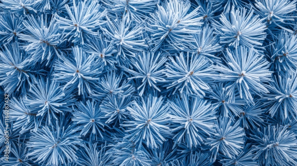 Frost Covered Pine Needles Winter Texture Frost Covered Pine Needles Winter Texture