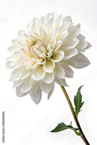 white chrysanthemum flower isolated on white