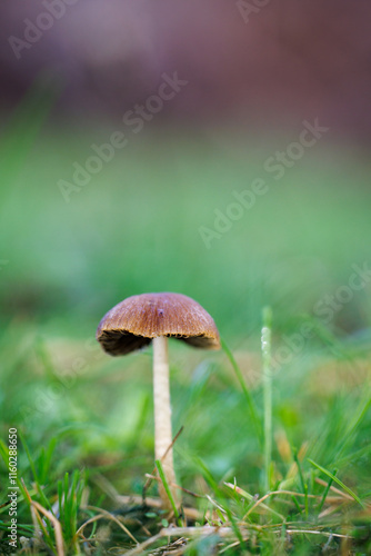 Brown mushroom standing alone on green grass with a blurred background, highlighting its delicate structure and natural setting. photo