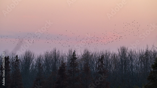 Bilde på lerret At sunrise, large flocks of migratory birds fly over the village sky