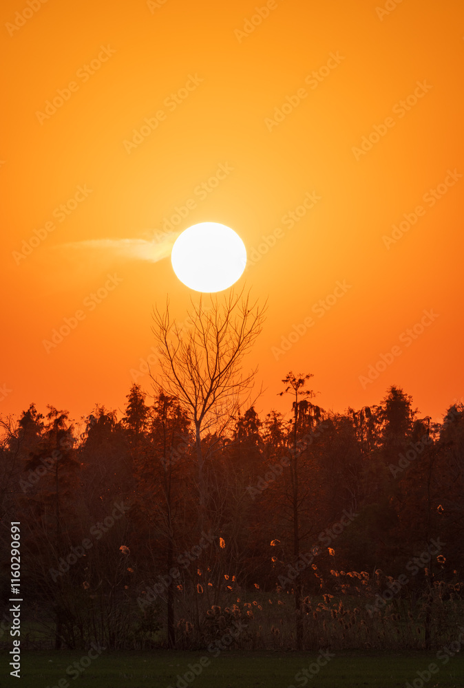 The sun rises over the winter forest. The sun rises over the winter forest.