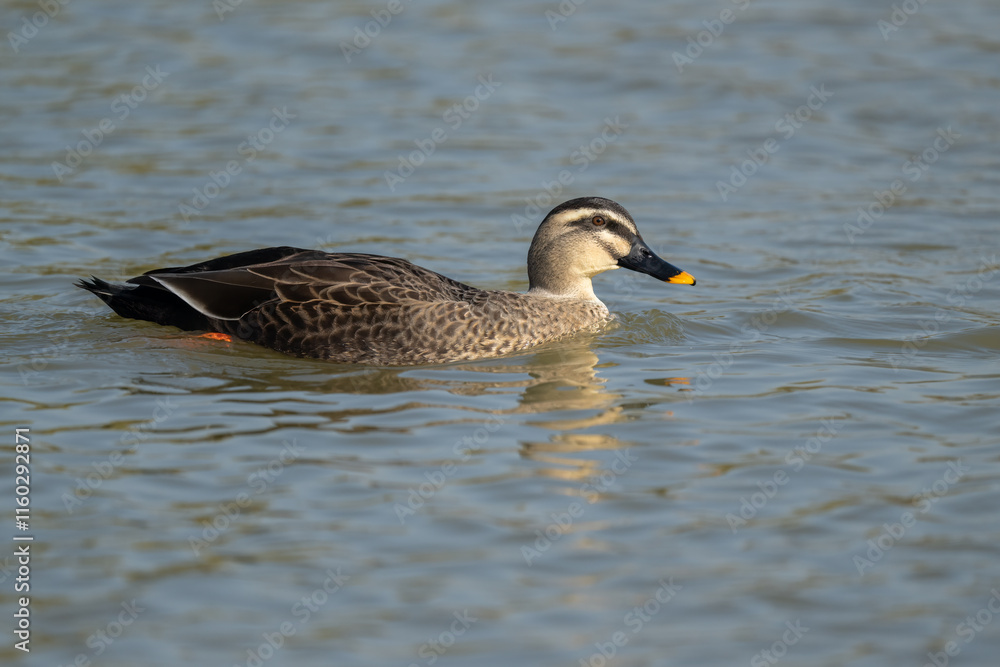 One Eastern Spot-billed Duck is swimming. One Eastern Spot-billed Duck is swimming.