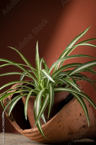 Obraz na plátne Close up view of indoor chlorophytum plant planted in a ceramic pot