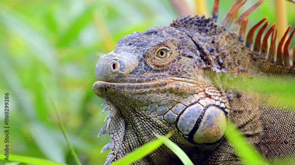 Green Iguana close up shot in Costa Rica Green Iguana close up shot in Costa Rica