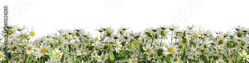 White daisy flower and green grass isolated on white background