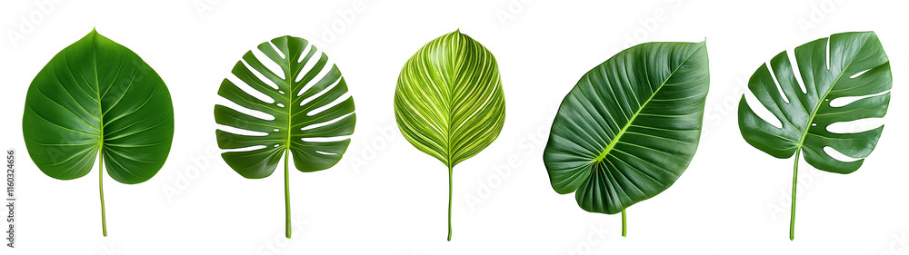 Fototapeta premium Collection of vibrant tropical green leaves with unique textures and shapes on a transparent background. Isolated png illustration for botanical designs, overlays, nature-inspired compositions