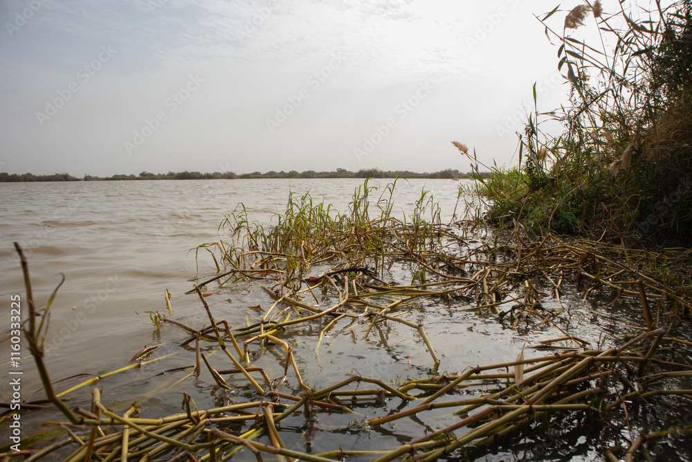 Senegal river meandering through the estuary at the djoudj national park in northern senegal, close to Sant Louis...