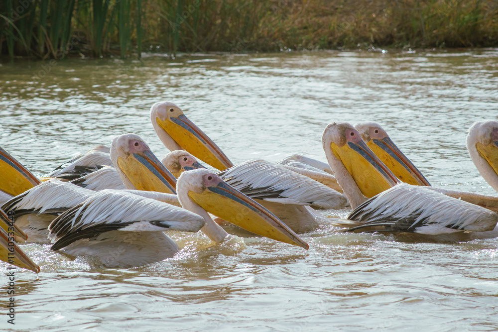 Pelicans sitting about in djoudj national park in northern senegal. Famous park with a lot of different birds having fun...