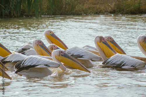 Obraz na płótnie Pelicans sitting about in djoudj national park in northern senegal. Famous park with a lot of different birds having fun... w salonie