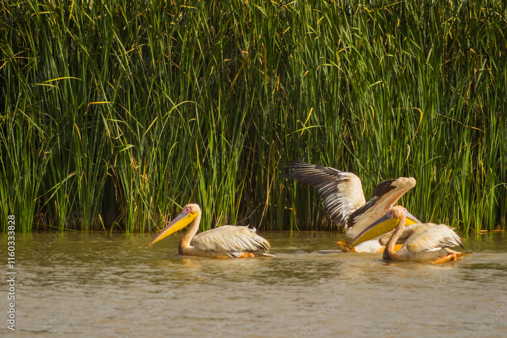 A group of pelicans is resting in the peaceful waters of senegal river in djoudj national park, northern senegal. ..