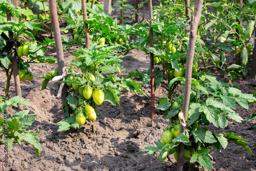 Obraz na płótnie Green tomatoes ripening under warm sun in a vibrant garden setting w salonie