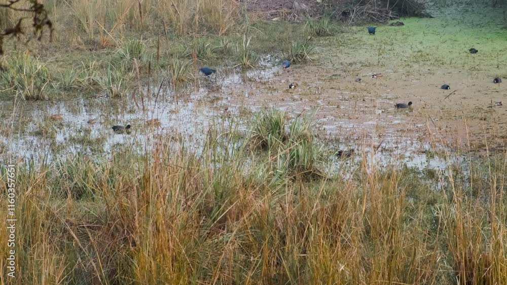swamp blue hens in Indian wetland, blue swamp hens in an Indian bird santuary swamp blue hens in Indian wetland, blue swamp hens in an Indian bird santuary
