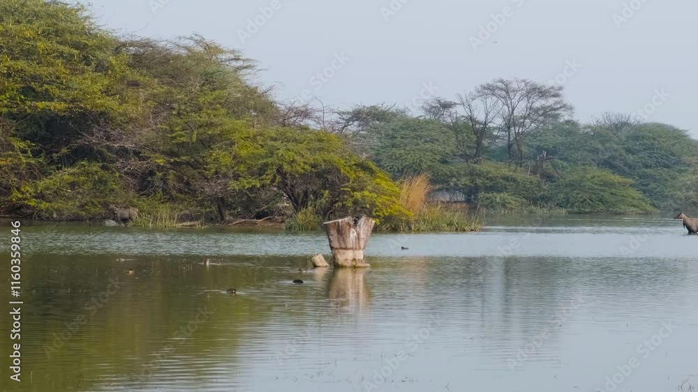 blue bull is crossing in a lake, nilgai in an Indian bird sanctuary blue bull is crossing in a lake, nilgai in an Indian bird sanctuary
