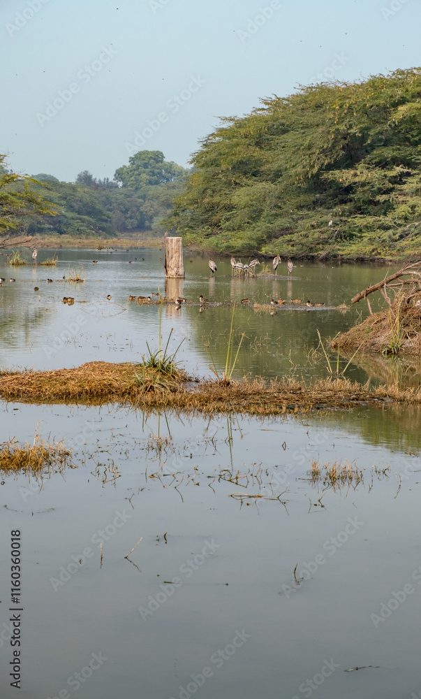 reeds on the bank of lake, ducks and birds in the lake, view of a bird santuary reeds on the bank of lake, ducks and birds in the lake, view of a bird santuary