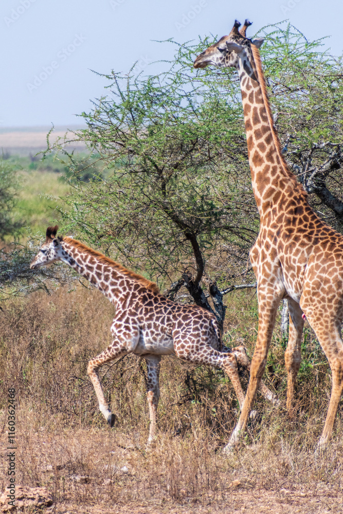Obraz premium Close-up of a young Masai Giraffe - Giraffa tippelskirchi- walking with its mother across the Serengeti, Tanzania