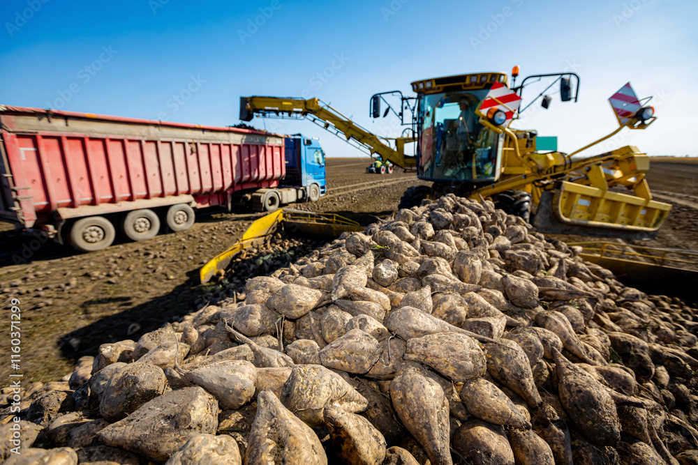 Obraz premium Pile of sugar beet, collecting, loading into a truck for transportation