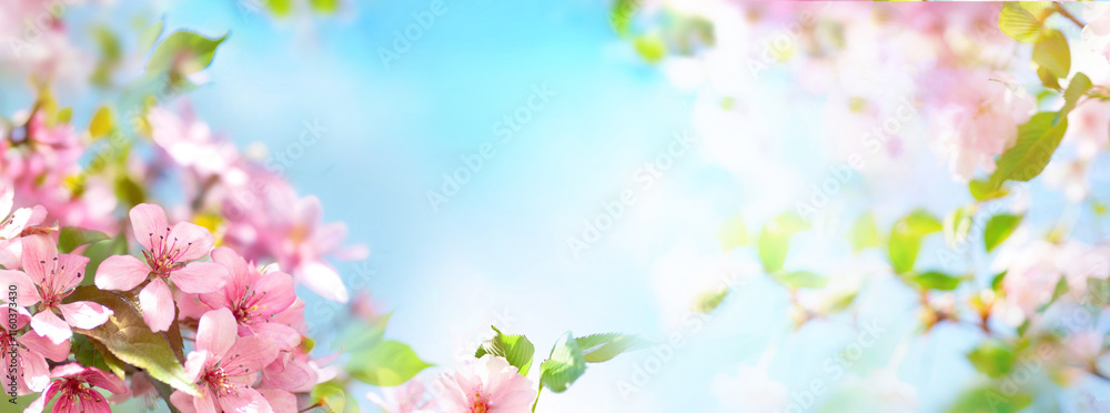 Beautiful gentle natural spring background with blooming tree branches with pink flowers against the blue sky, ultra wide banner format.