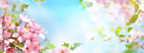 Obraz na płótnie Beautiful gentle natural spring background with blooming tree branches with pink flowers against the blue sky, ultra wide banner format. w salonie