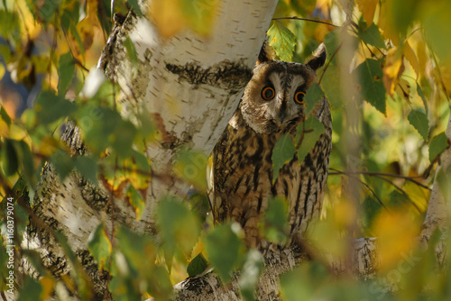 Long-eared Owl in the tree