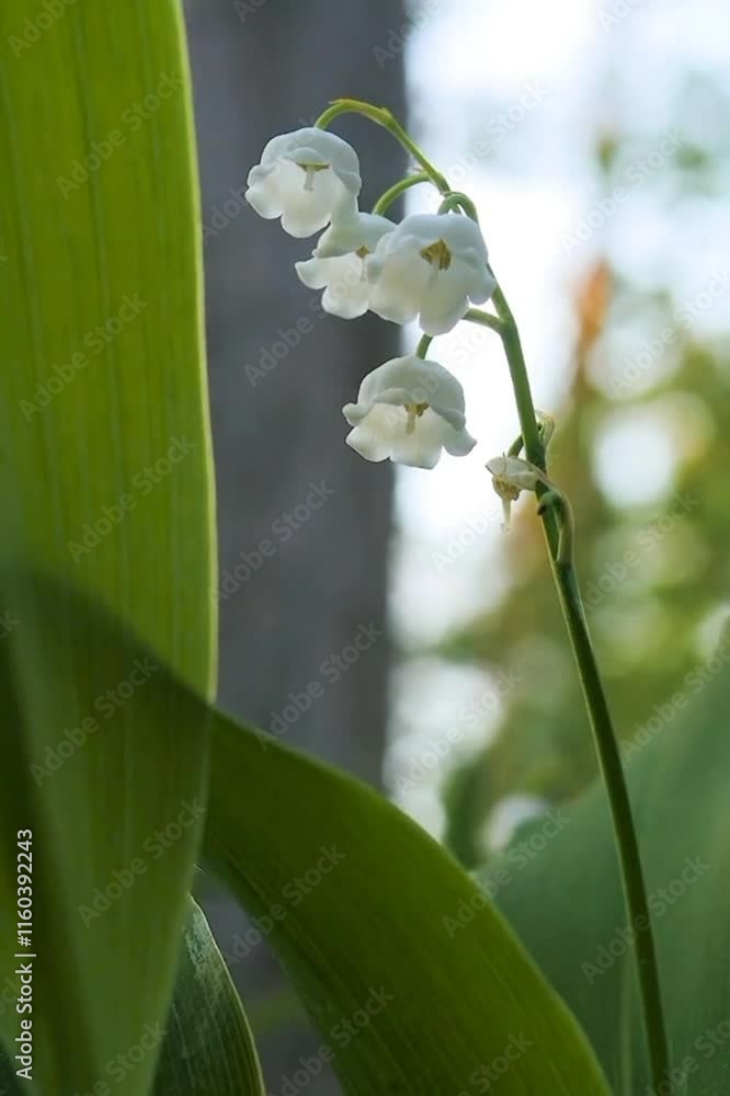 A delicate cluster of lily of the valley flowers, showcasing their small, bell-shaped white blooms and lush green leaves A delicate cluster of lily of the valley flowers, showcasing their small, bell-shaped white blooms and lush green leaves