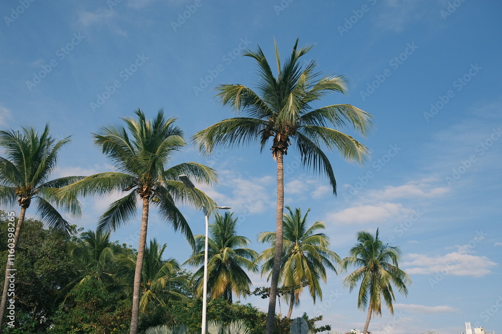 Subtropical palm trees and blue sky Subtropical palm trees and blue sky